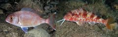 DTD Soft Real Fish 2.0 Kalamar Zokaları