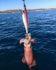 DTD White Killer Bukva 1.5 Kalamar Zokaları