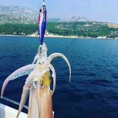 DTD Bloody Fish 1.5 Kalamar Zokaları