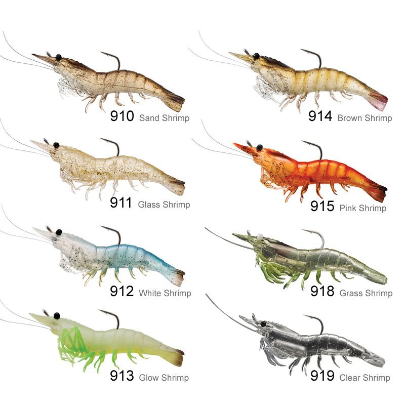 Live Target Shrimp