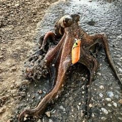 DTD Retro Oita 3.0  Kalamar Zokası