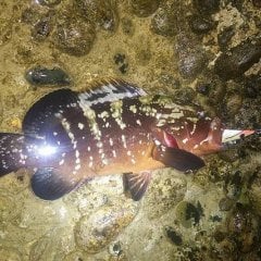 DTD Retro Oita 3.0  Kalamar Zokası