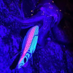 DTD White Killer Egi 3.0 Kalamar Zokası