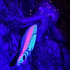 DTD White Killer Egi 3.0 Kalamar Zokası