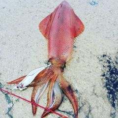 DTD White Killer Egi 3.0 Kalamar Zokası