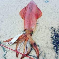 DTD White Killer Egi 3.0 Kalamar Zokası