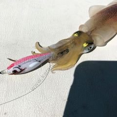 DTD Ballistic White Killer 3.0 Kalamar Zokaları